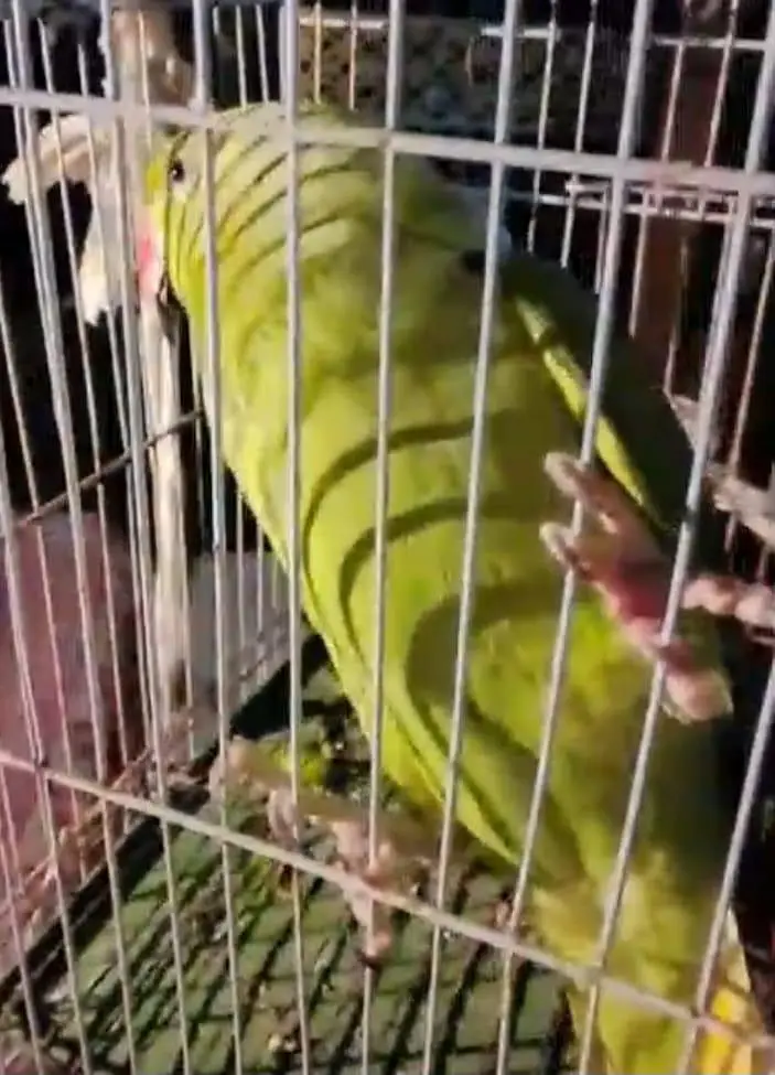 green ringneck & conure . . 03703987197 — photo 3