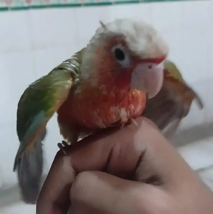 green ringneck & conure . . 03703987197 — photo 4
