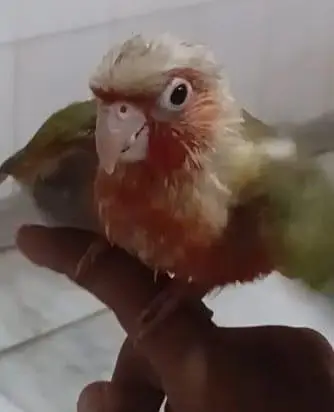 green ringneck & conure . . 03703987197 — photo 5