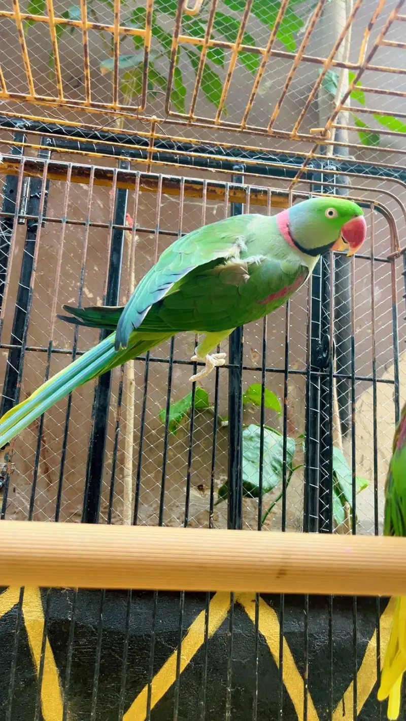 green ringneck & conure . . 03703987197 — photo 6