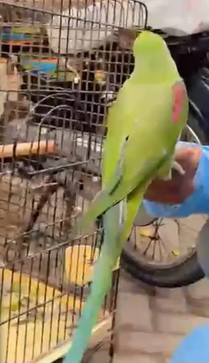 green ringneck & conure . . 03703987197 — photo 7