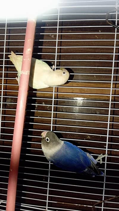 Budgies,  love birds, chicks , hens ,red eye for sale parrots
