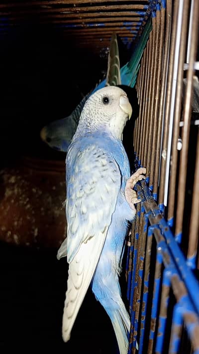 Budgies,  love birds, chicks , hens ,red eye for sale parrots