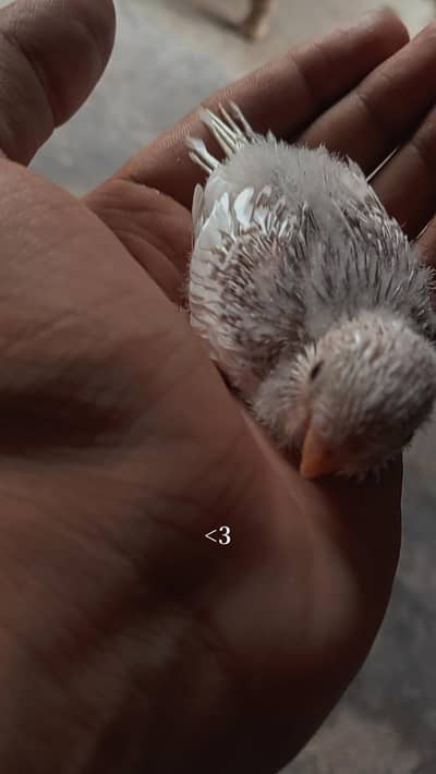 chick,,  budgies, chicks , hens ,red eye for sale parrots