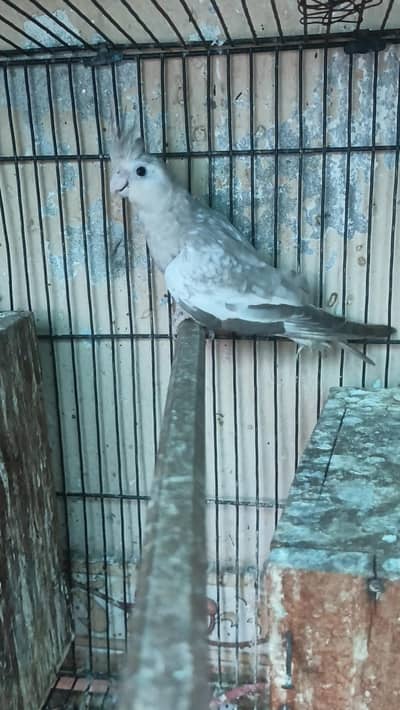 Cocktails/Parrott/Cockatiel MadiBreeder Price kaam ho jaya gi Read Add