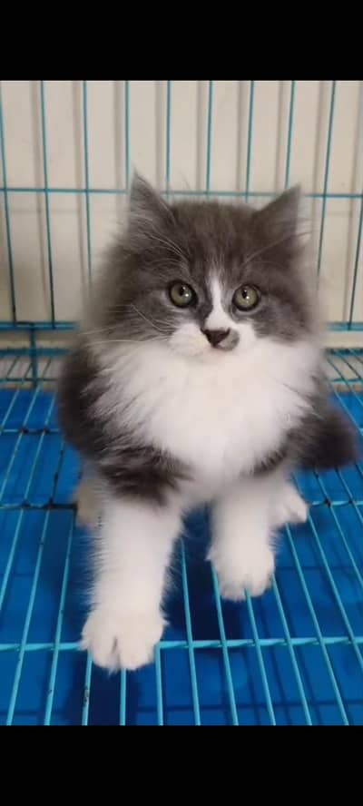 Quality Persian Punch Face cat &kittens available for sale