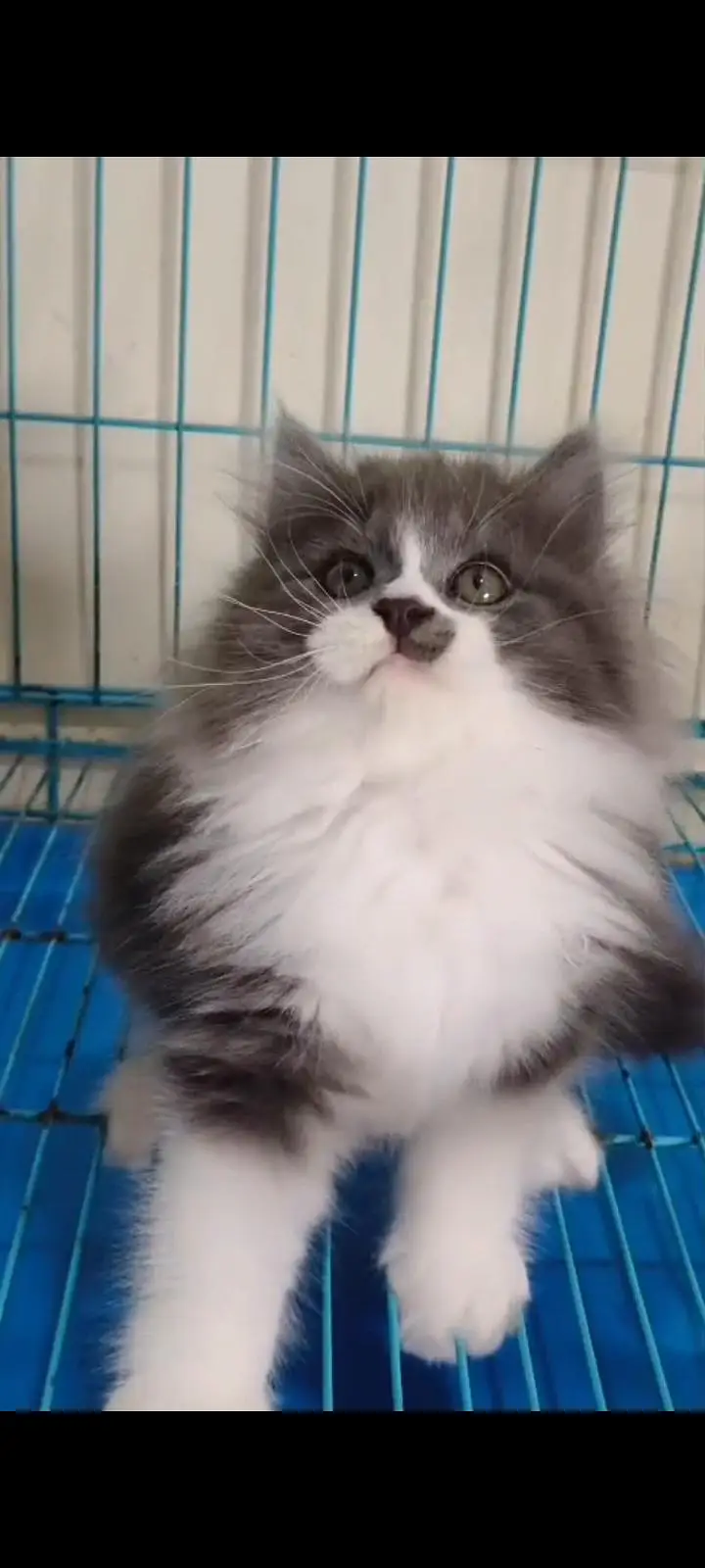 Quality Persian Punch Face cat &kittens available for sale — photo 2