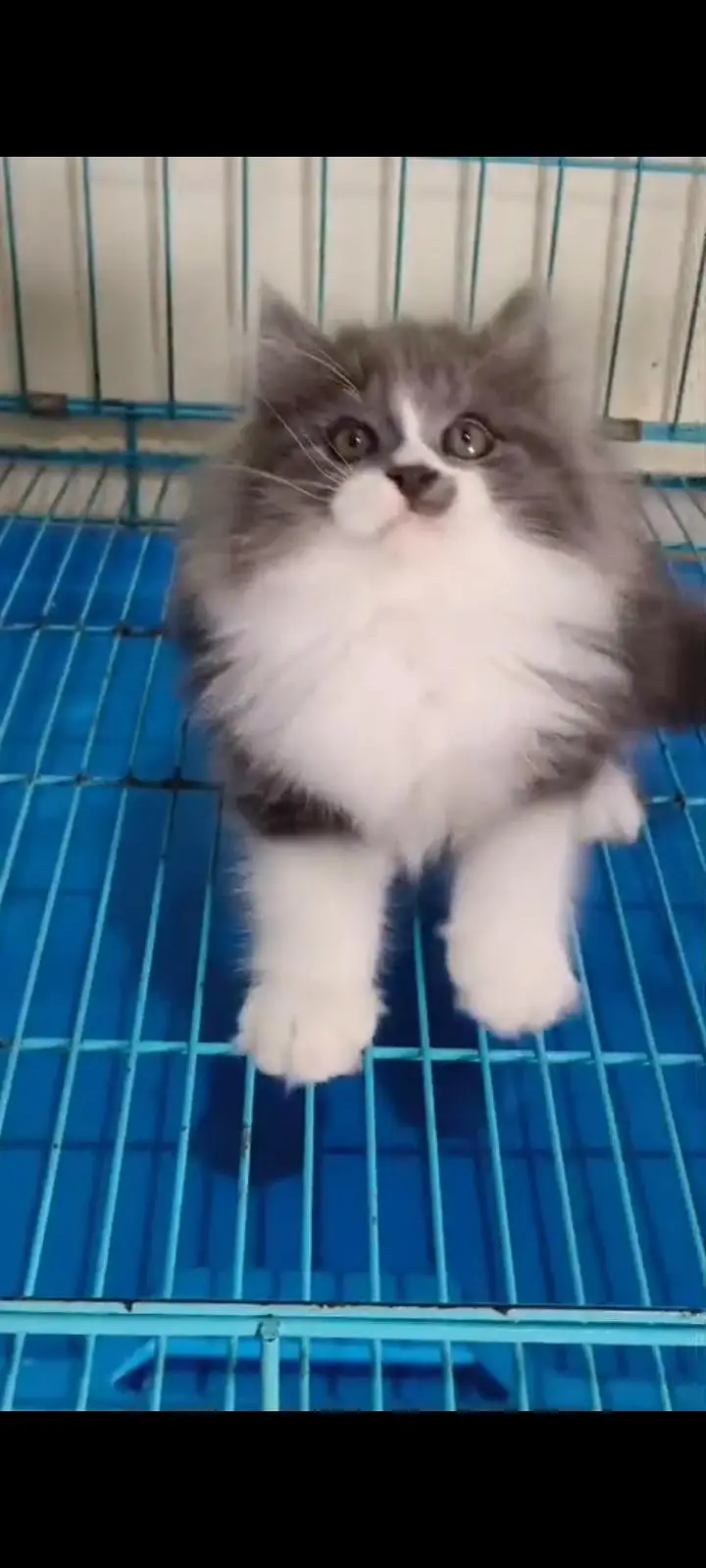 Quality Persian Punch Face cat &kittens available for sale — photo 3