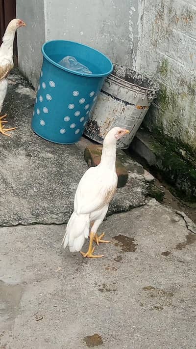 HIGH QUALITY HEERA | URGENT FORSALE