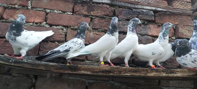 Sialkoti goldan kasoori parvazi kabotar for sale.