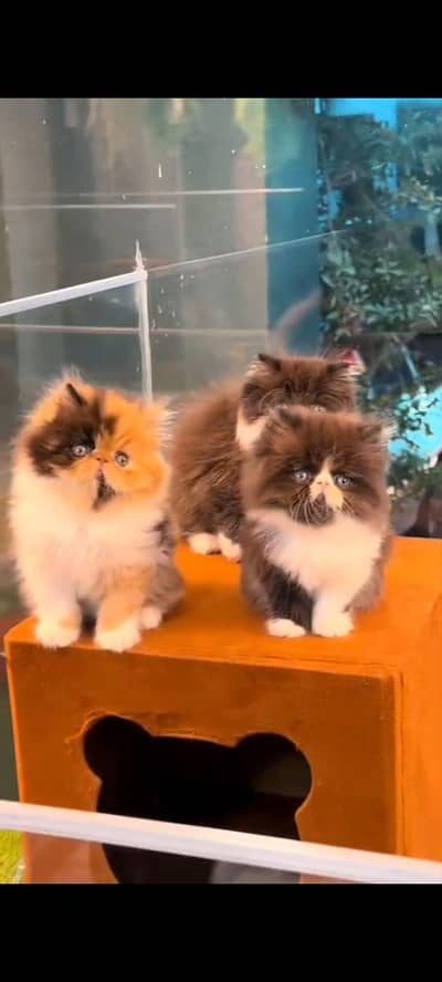 Quality Persian Punch Face cat &kittens available for sale