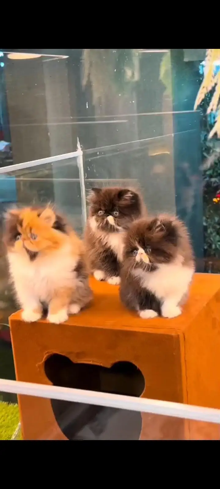 Quality Persian Punch Face cat &kittens available for sale — photo 3