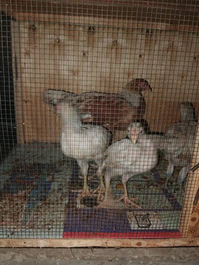 Aseel chicks for sale
