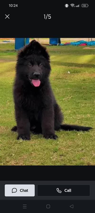 black shepherd puppy and black tan also available triple coated