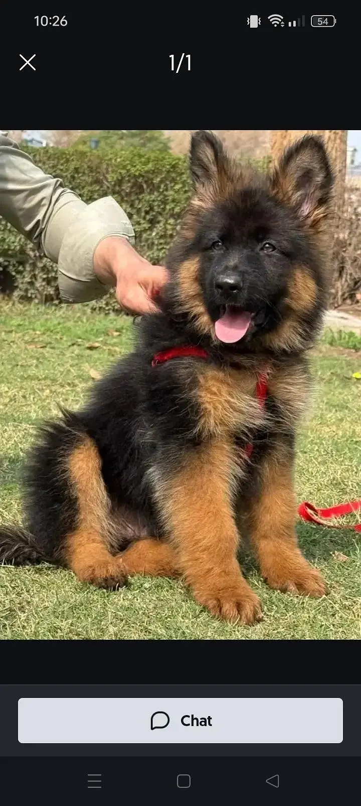 black shepherd puppy and black tan also available triple coated — photo 2