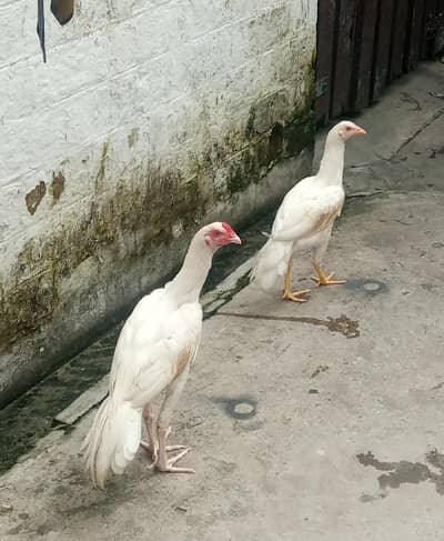 HIGH QUALITY HEERA | URGENT FORSALE