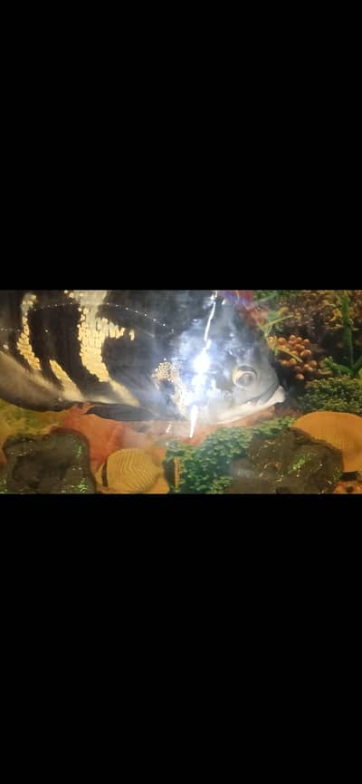 big fishes available for aquarium