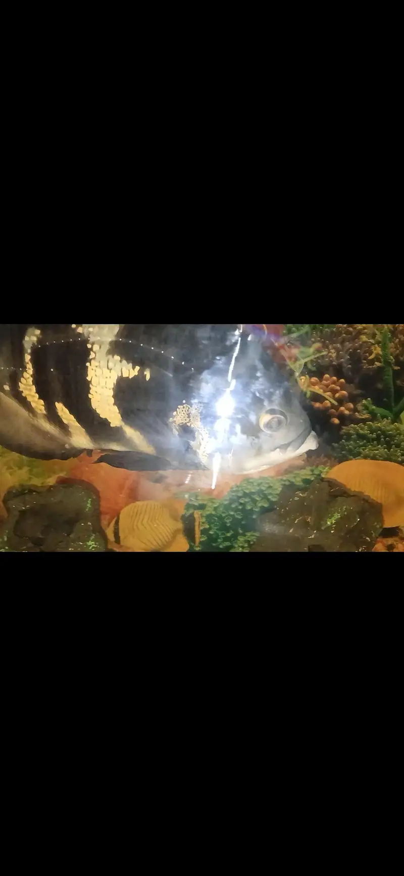 big fishes available for aquarium