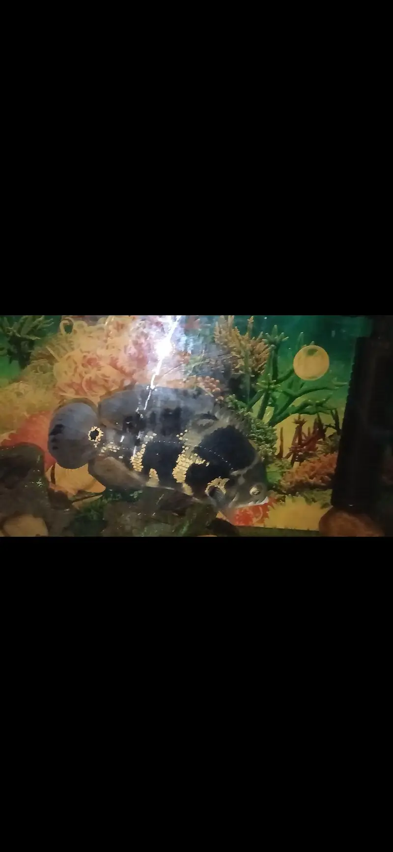 big fishes available for aquarium — photo 2