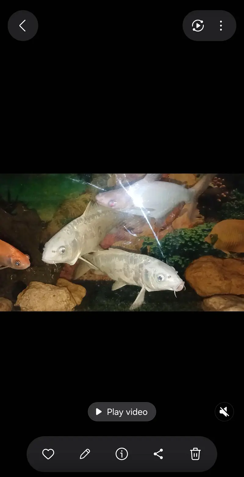 big fishes available for aquarium — photo 3