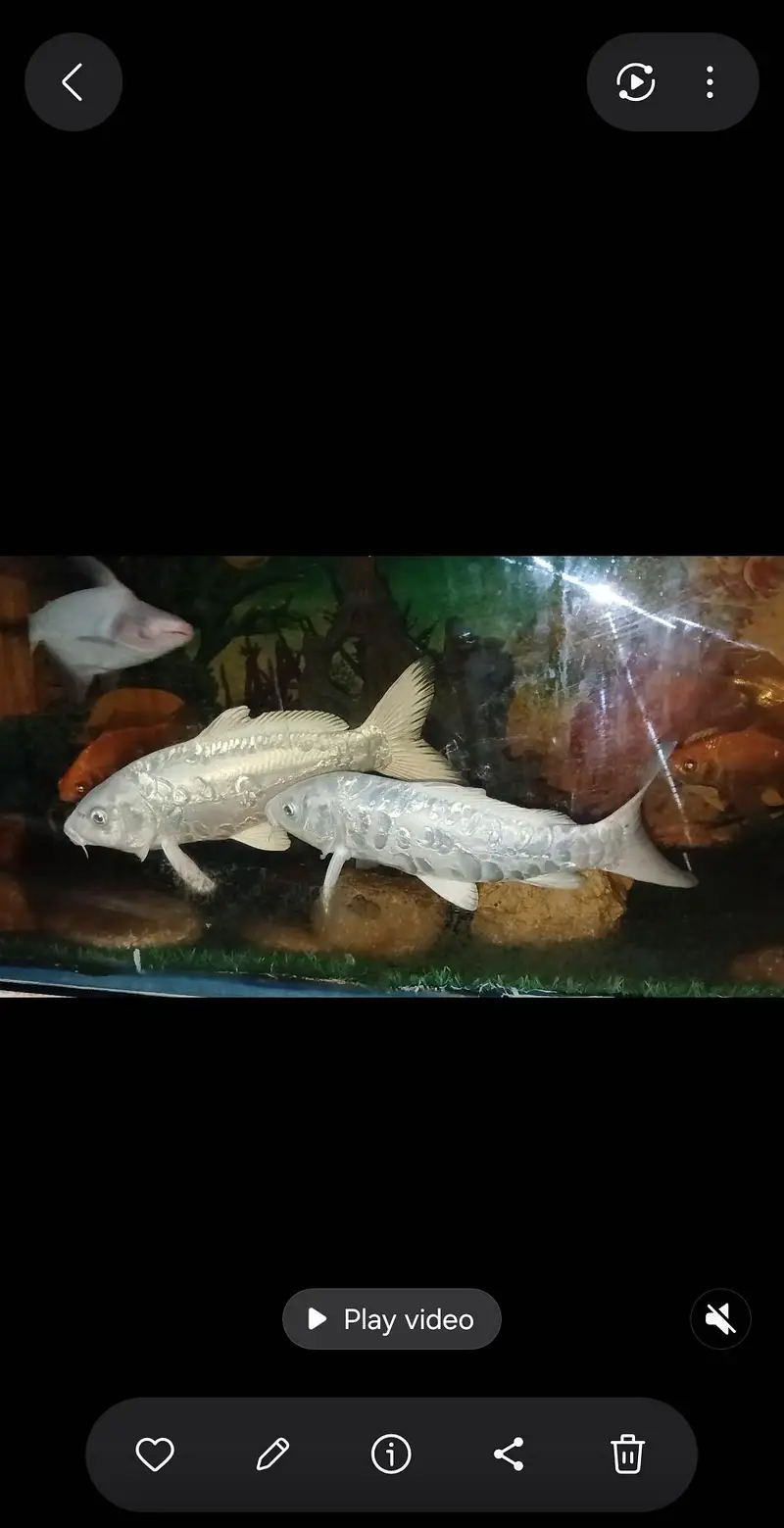 big fishes available for aquarium — photo 4