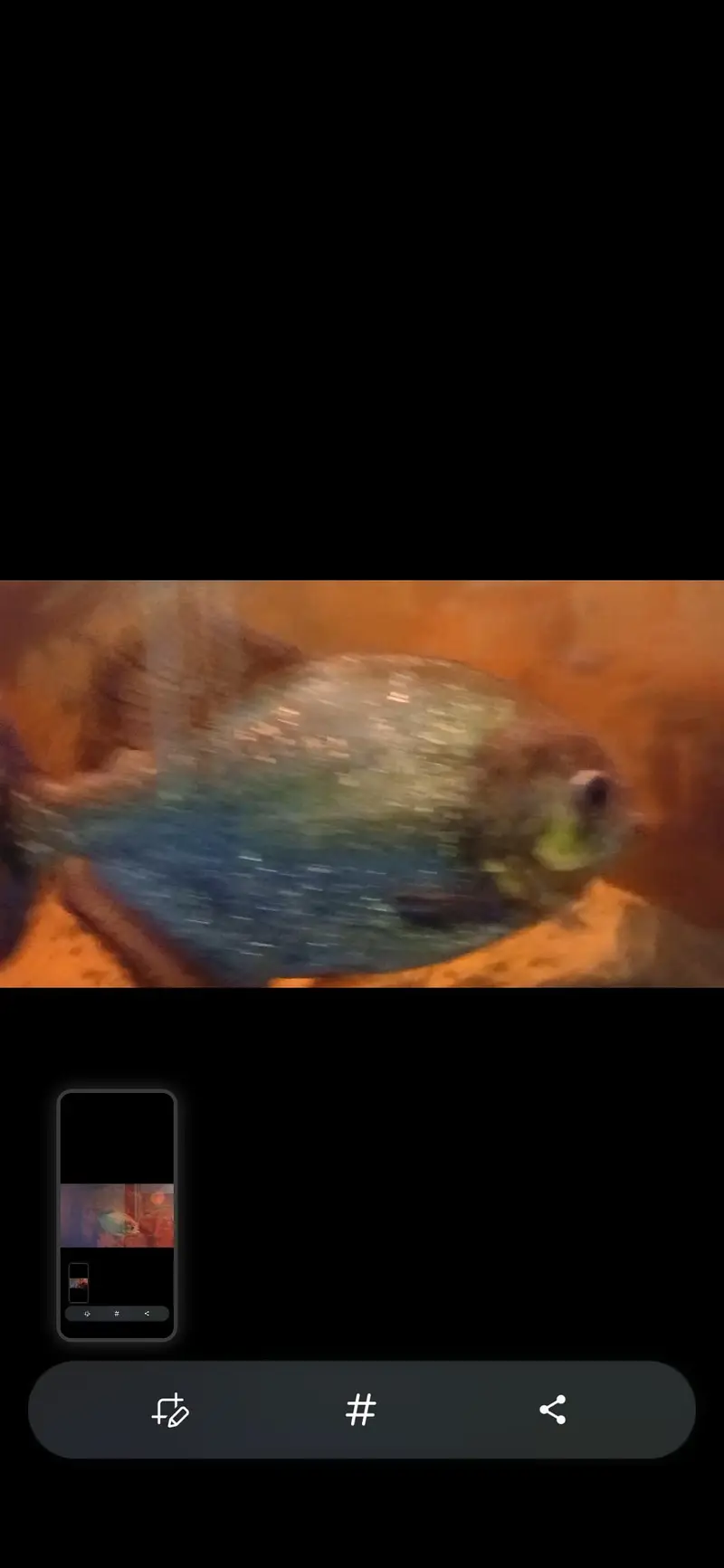 big fishes available for aquarium — photo 5