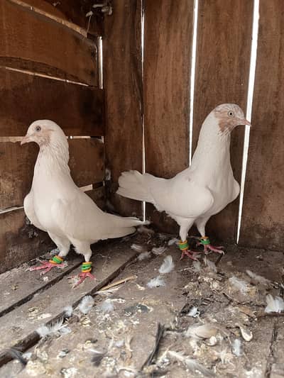 Indian Galbe Breeder Pair