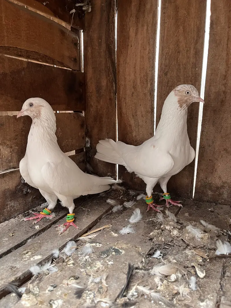 Indian Galbe Breeder Pair