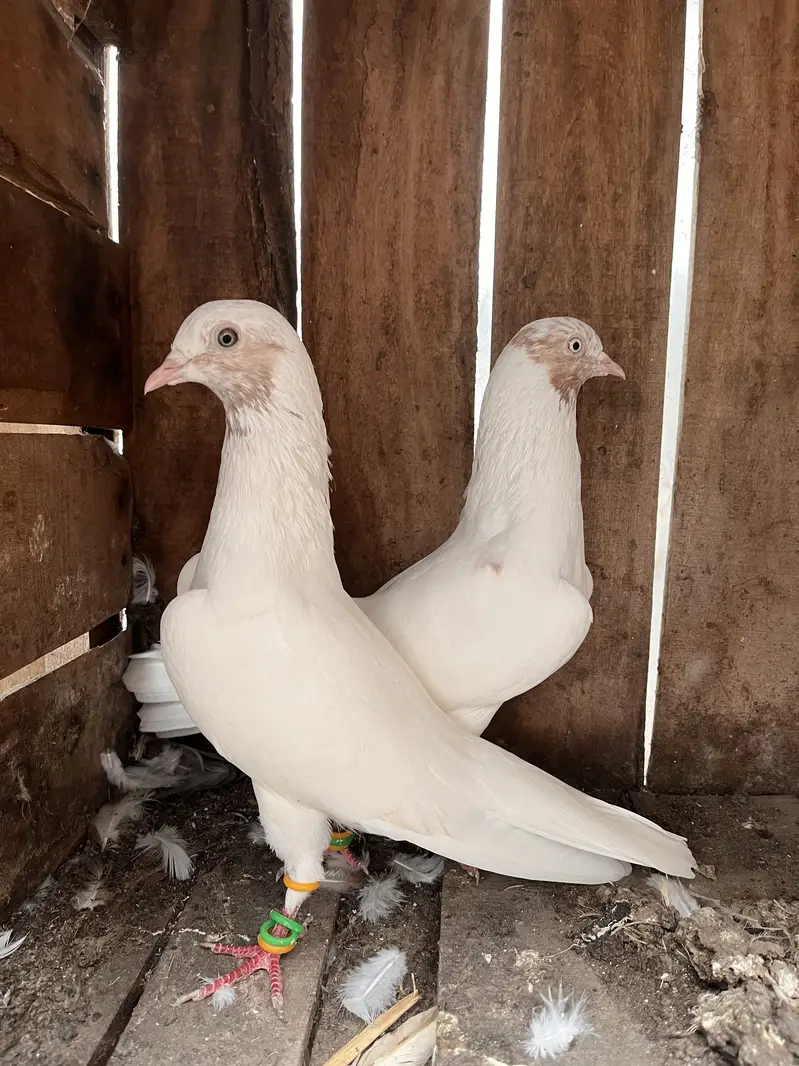Indian Galbe Breeder Pair — photo 2