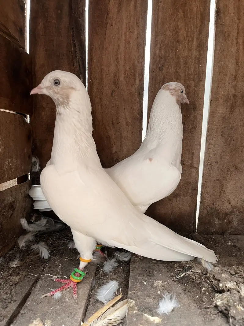 Indian Galbe Breeder Pair — photo 3