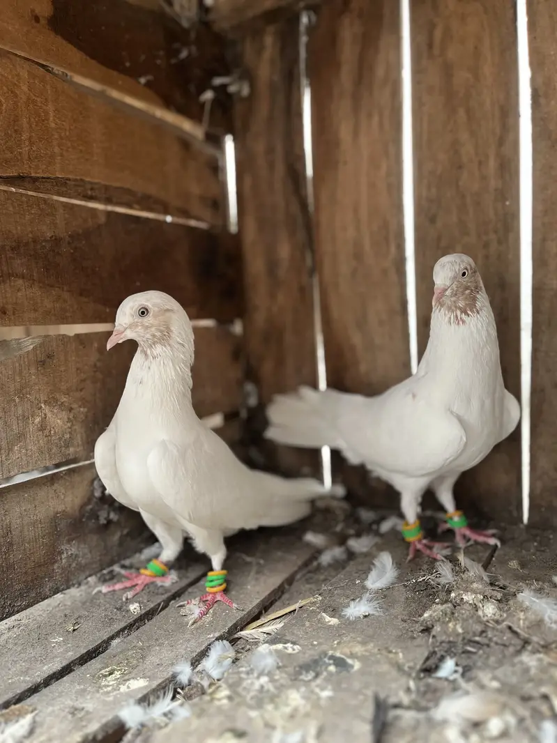 Indian Galbe Breeder Pair — photo 4