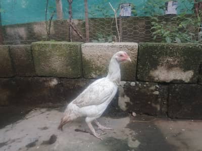 Aseel heera Madi