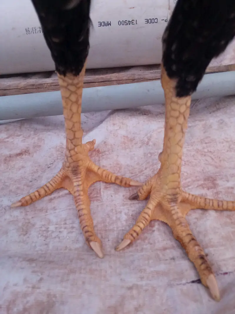 Aseel four set for sale — photo 4