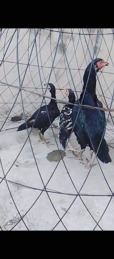 Top Quality 1 Female With Two Chicks