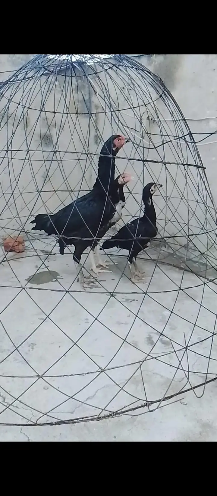 Top Quality 1 Female With Two Chicks — photo 2