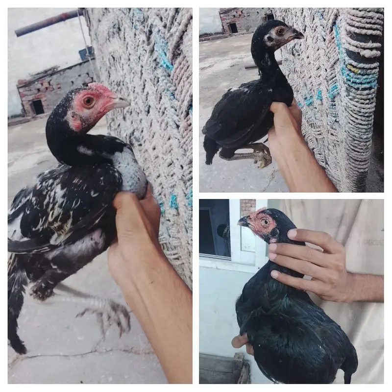 Top Quality 1 Female With Two Chicks — photo 3
