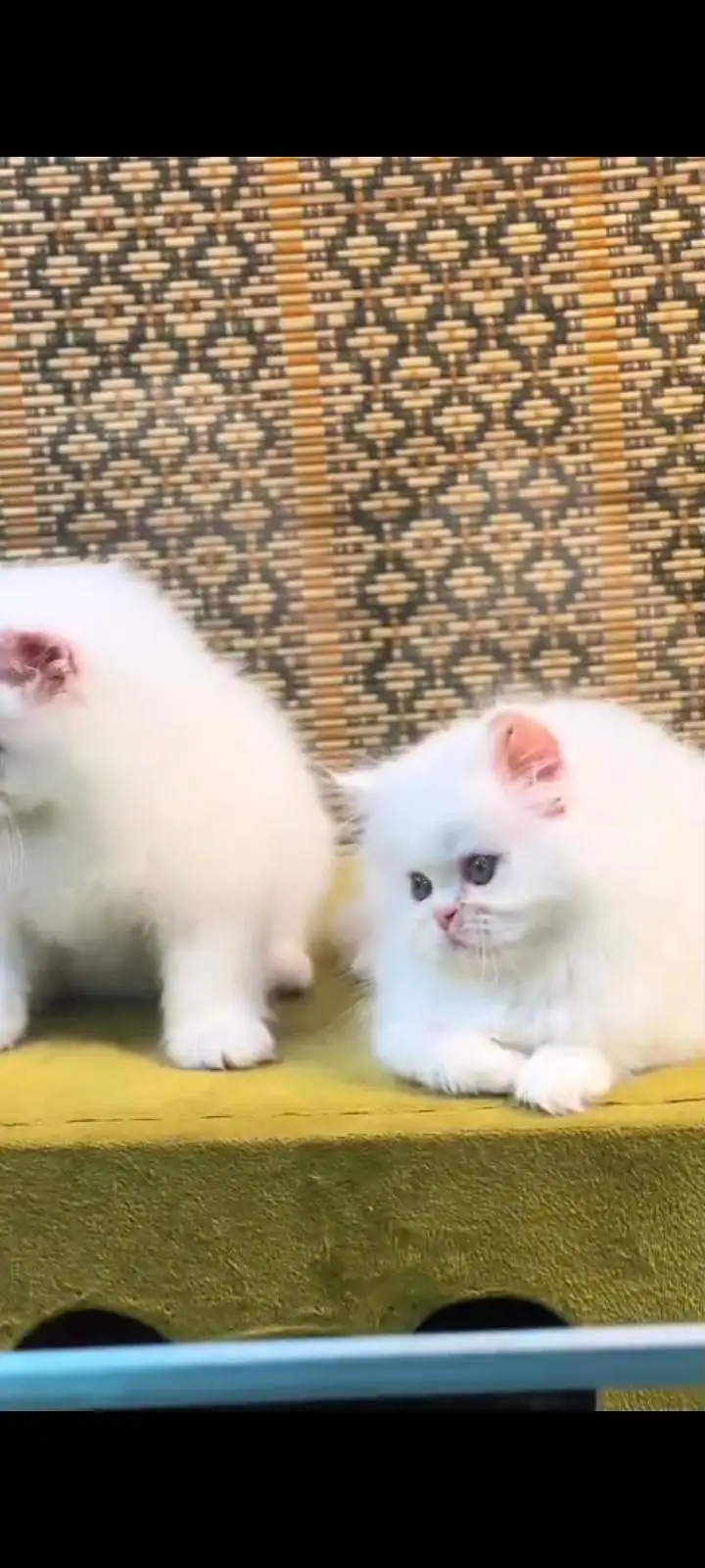 Quality Persian Punch Face cat &kittens available for sale — photo 3