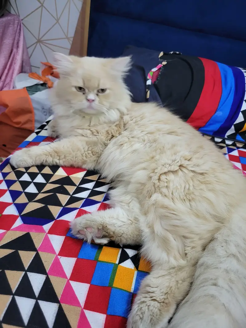 Male Cat For Sale — photo 2