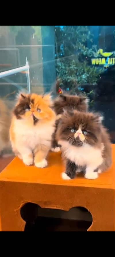 Quality Persian Punch Face cat &kittens available for sale