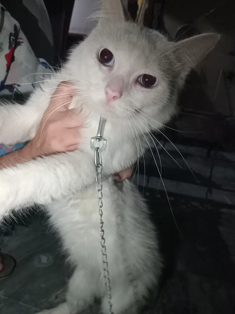 urgent sale — photo 2