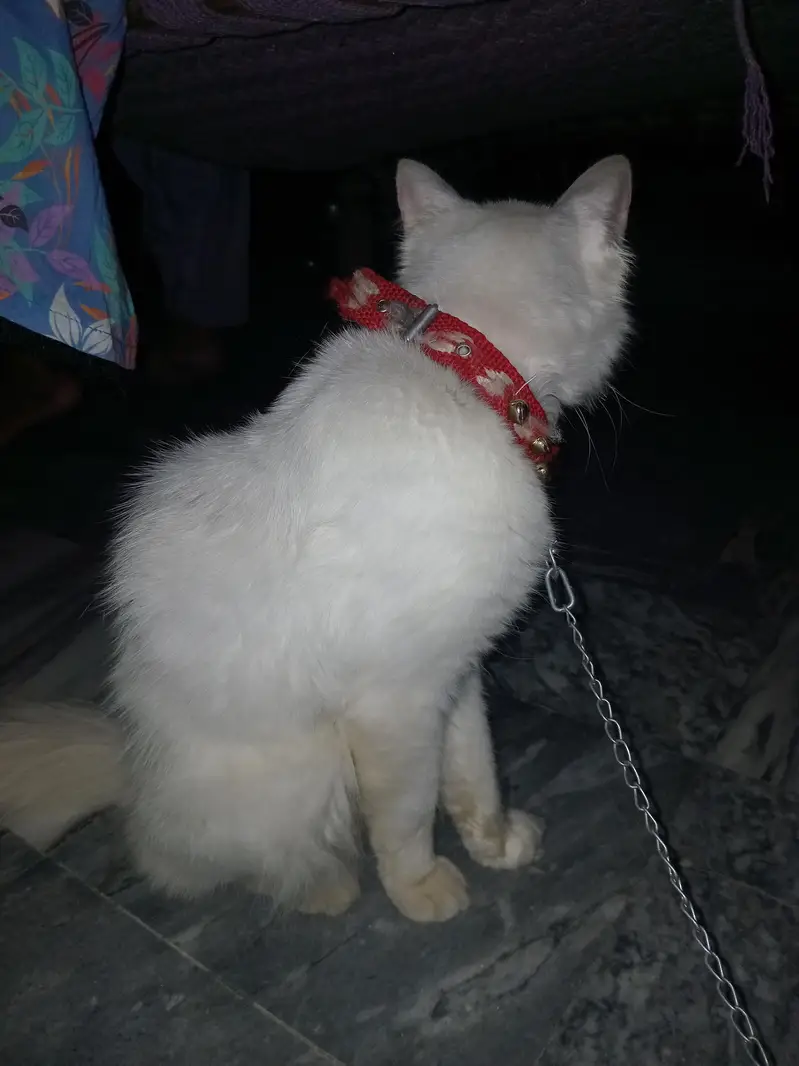 urgent sale — photo 4