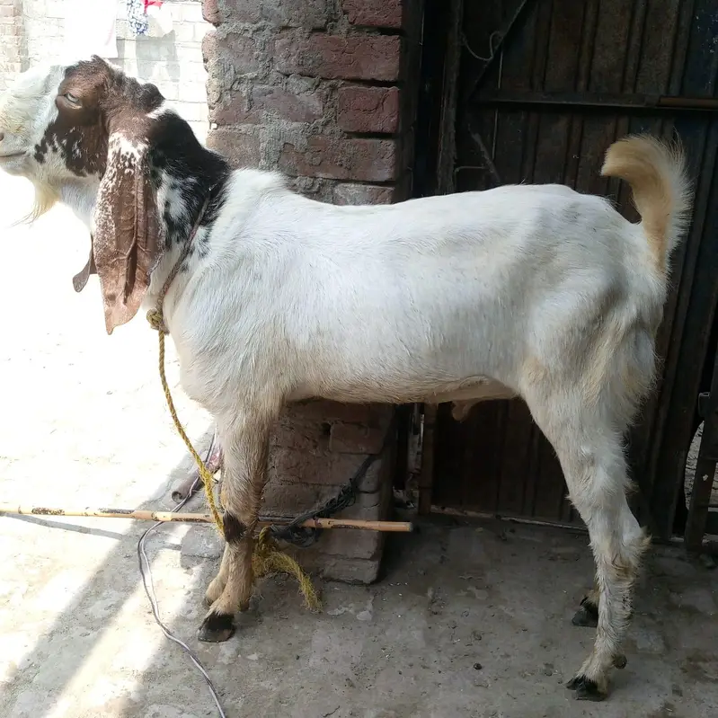 2 dant khubsoorat bakre — photo 2