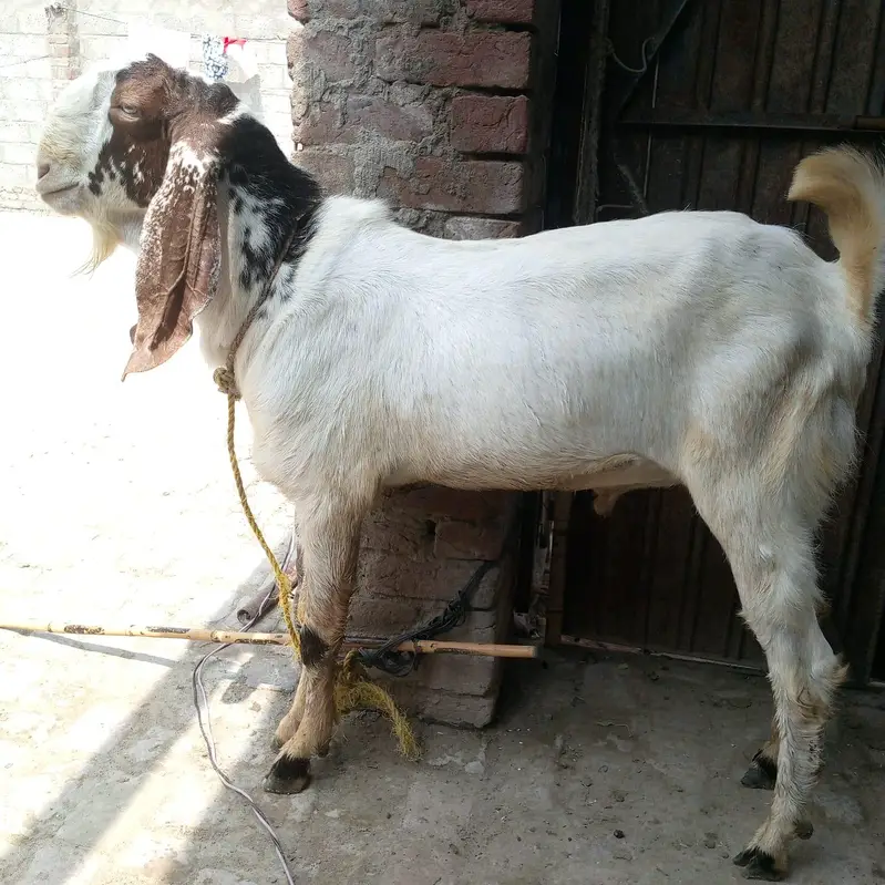 2 dant khubsoorat bakre — photo 3