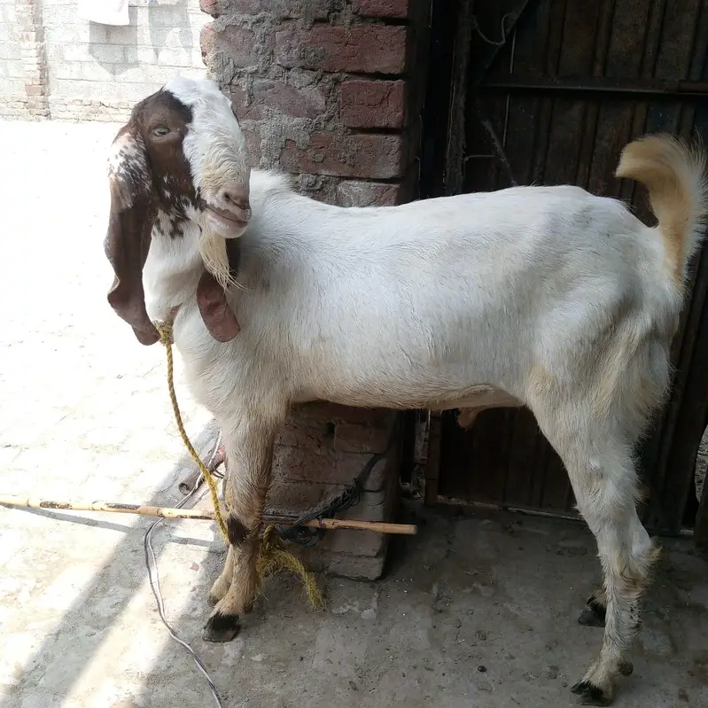2 dant khubsoorat bakre — photo 4