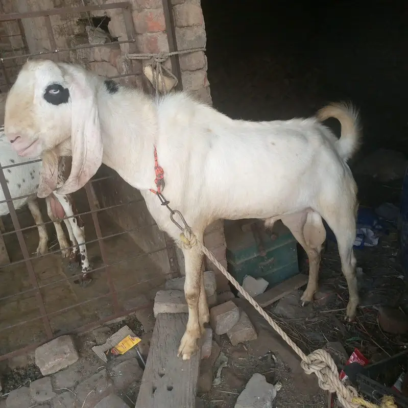 2 dant khubsoorat bakre — photo 5