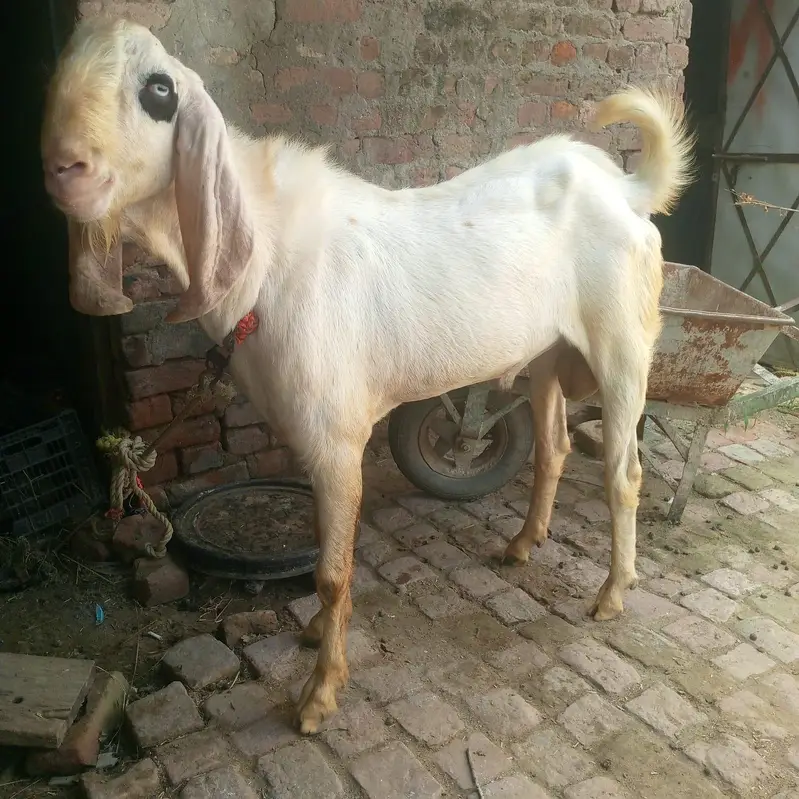 2 dant khubsoorat bakre — photo 6