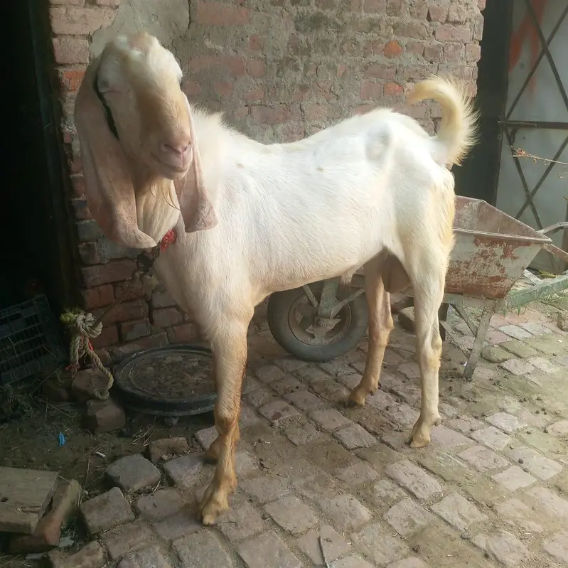 2 dant khubsoorat bakre — photo 7