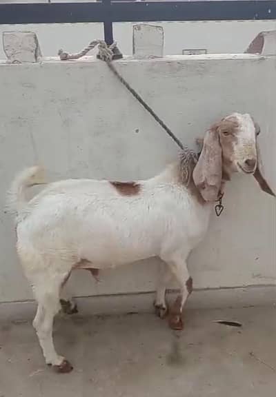 Bakra 2 Dant Vaccinated & Healthy