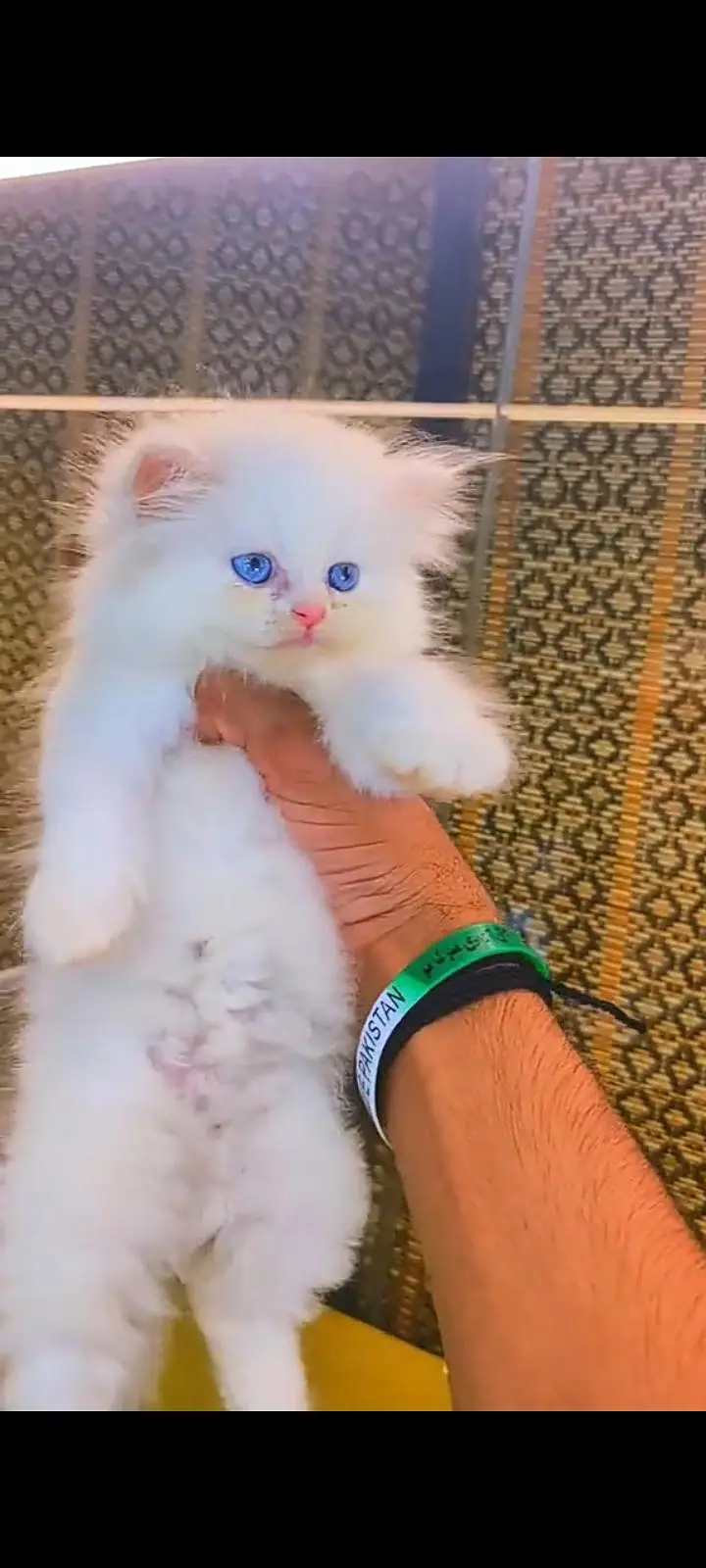 Quality Persian Punch Face cat &kittens available for sale — photo 2
