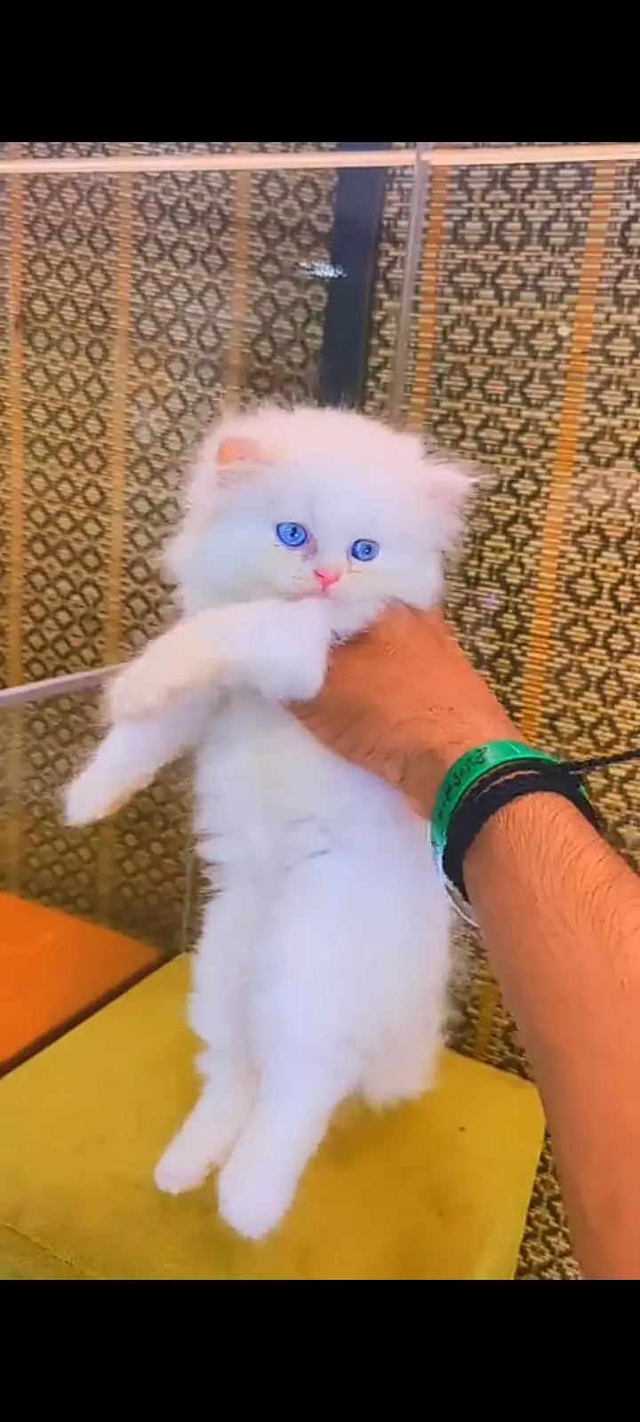 Quality Persian Punch Face cat &kittens available for sale — photo 3
